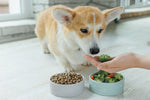 Is My Pet’s Food Actually Good for Them?